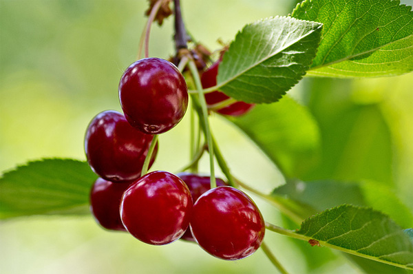 Health Benefits of Cherries | Think Health Magazine