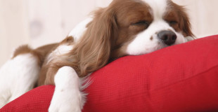 Beat the morning blues